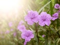 Violet flower spring time with sunlight Royalty Free Stock Photo
