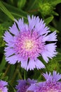 Violet flower Stokesia laevis blooming
