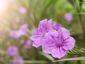 Violet flower with sunlight morning background Royalty Free Stock Photo