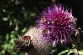 Violet flower of thistle plant, latin name Carduus, with group of bees Apis Mellifera collecting pollen, afternoon summer sunshine