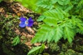 Violet flower on the tree bark