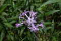 Violet flower-Tulbaghia violacea