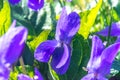 Violet flower (Viola odorata) early spring in Slovakia, macro