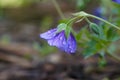 Violet flower with water drops