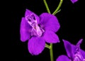 Violet flower of wild delphinium, larkspur flower, isolated on black background