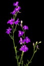 Violet flower of wild delphinium, larkspur flower, isolated on black background