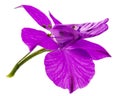 Violet flower of wild delphinium, larkspur flower, isolated on white background