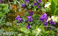 Violet flower. Wild violets on a meadow in nature. Wild violets in spring on a sunlight. Natural background, floral pattern Royalty Free Stock Photo