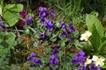 Violet flower. Wild violets on a meadow in nature. Wild violets in spring on a sunlight. Natural background, floral pattern Royalty Free Stock Photo