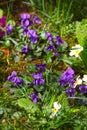 Violet flower. Wild violets on a meadow in nature. Wild violets in spring on a sunlight. Natural background, floral pattern Royalty Free Stock Photo