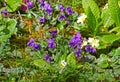 Violet flower. Wild violets on a meadow in nature. Wild violets in spring on a sunlight. Natural background, floral pattern. Royalty Free Stock Photo