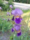 Violet flower with a yellow middle on a thick high stem with green, in the form of a feather, with leaves.