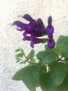 Violet flowerd of a salvia guaranitica