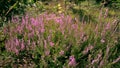 Violet flowering forest heathers.