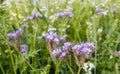 Violet flowering Lacy Phacelia Royalty Free Stock Photo