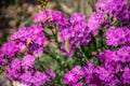 Violet flowering Pentecost carnation in the garden