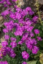 Violet flowering Pentecost carnation in the garden
