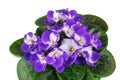 Violet in flowerpot Royalty Free Stock Photo