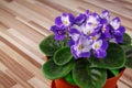 Violet in flowerpot Royalty Free Stock Photo