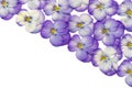 Violet flowers Royalty Free Stock Photo