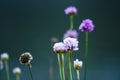 Violet flowers Royalty Free Stock Photo