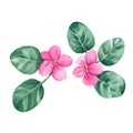 Violet flowers. African violets. Watercolor illustration isolated on white background. Can be used for stickers, cards