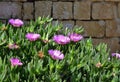 Violet flowers, Aizoaceae, Kaffir Fig, in front of the stone wall