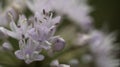 Violet flowers of allium bloom in the garden. Petals, pistils and stamens of the flower.