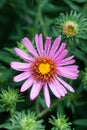 Violet flowers of Alpine Aster Royalty Free Stock Photo