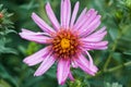 Violet flowers of Alpine Aster Royalty Free Stock Photo