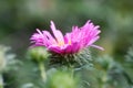 Violet flowers of Alpine Aster Royalty Free Stock Photo