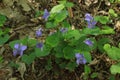 Violet flowers bloom in a forest glade on a sunny spring day Royalty Free Stock Photo