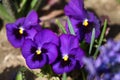 Violet flowers. Blue violet Violets in spring on a meadow in green grass in nature. Floral pattern. Spring and summer flowers Royalty Free Stock Photo