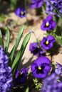 Violet flowers. Blue violet Violets in spring on a meadow in green grass in nature. Floral pattern. Spring and summer flowers Royalty Free Stock Photo