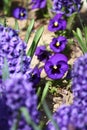 Violet flowers. Blue violet Violets in spring on a meadow in green grass in nature. Floral pattern. Spring and summer flowers Royalty Free Stock Photo