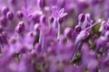 Violet flowers on blurred background with boke Royalty Free Stock Photo