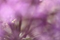 Violet flowers on blurred background with boke Royalty Free Stock Photo