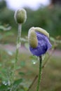 Violet flowers bud poppy in raindrops, vertical. Royalty Free Stock Photo