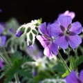 Flowers and buds of a geranium in a square. Royalty Free Stock Photo