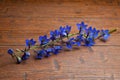 Violet flowers and buds of wild campanula on wooden table.