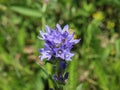 Violet flowers of Campanula cervicaria Royalty Free Stock Photo