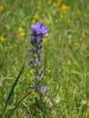 Violet flowers of Campanula cervicaria