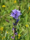 Violet flowers of Campanula cervicaria