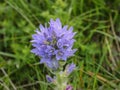 Violet flowers of Campanula cervicaria