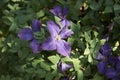 Clematis viticella climber in bloom