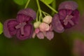Violet flowers of a climbing Chocolate Vine also named Fiveleaf Akebia Akebia quinata Royalty Free Stock Photo