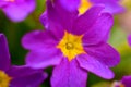 Violet flowers close-up growing in the forest.