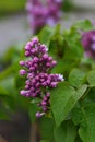 Violet flowers close up view. Royalty Free Stock Photo