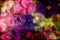 Violet flowers colorful background grunge Royalty Free Stock Photo