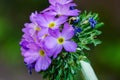 Violet flowers of drumstick primula \